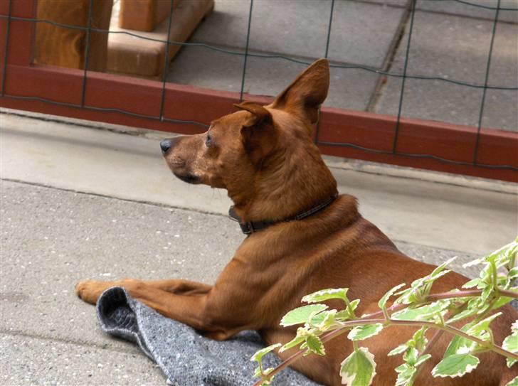 Dvaergpinscher Nalle R.I.P billede 13