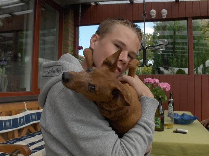 Dvaergpinscher Nalle R.I.P - Hvem er pænest? billede 14