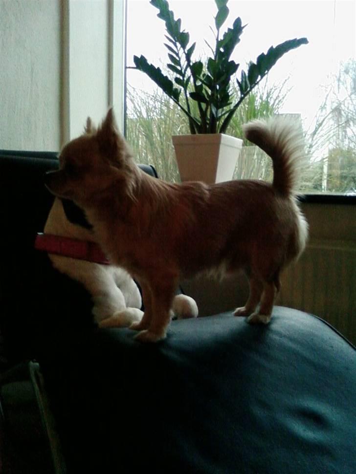 Chihuahua Mexi Zanto billede 17