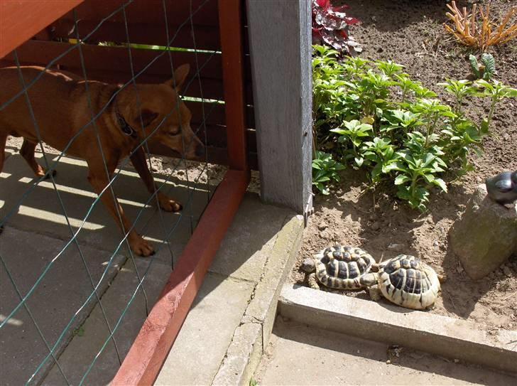 Dvaergpinscher Nalle R.I.P - Skal vi lege? billede 15