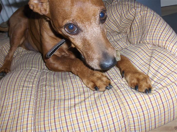 Dvaergpinscher Nalle R.I.P - GRRRRR. billede 16