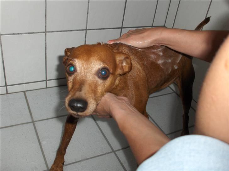 Dvaergpinscher Nalle R.I.P - Ikke igen! billede 17