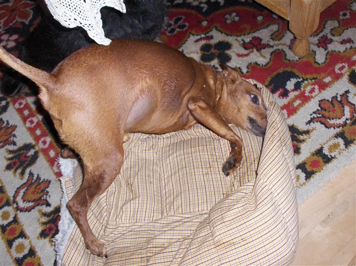 Dvaergpinscher Nalle R.I.P - Jeg vil lugte af hund igen! billede 18