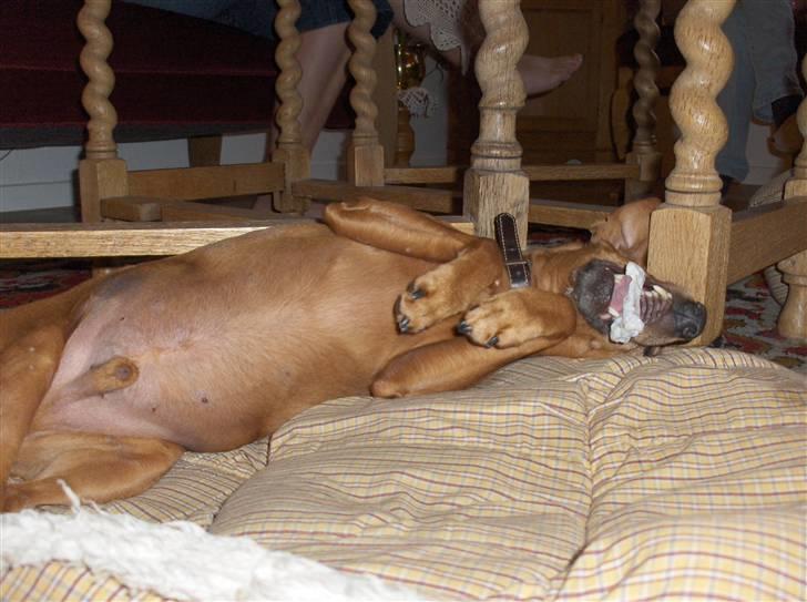 Dvaergpinscher Nalle R.I.P - Ummmmm. billede 19