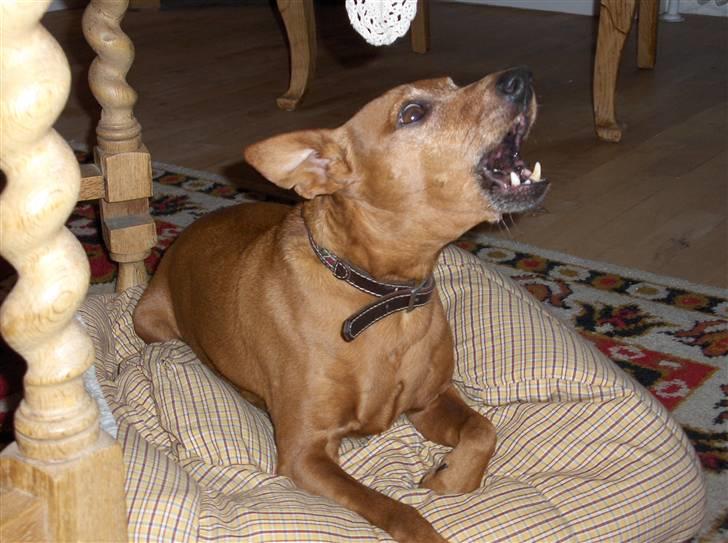 Dvaergpinscher Nalle R.I.P - Mad nuuu! billede 20