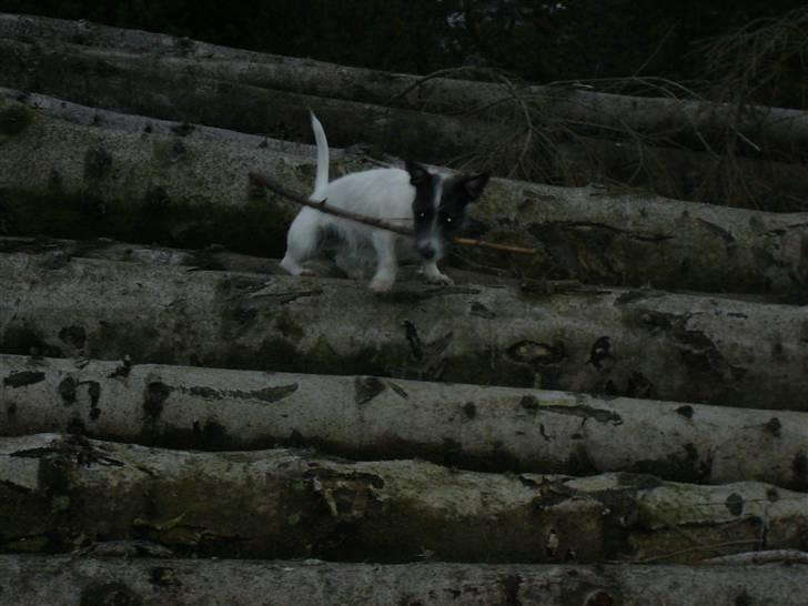 Jack russell terrier Svea billede 10