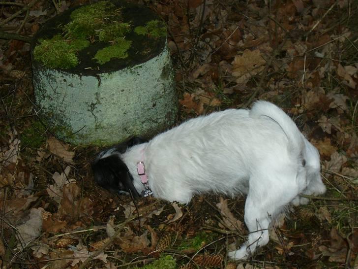 Jack russell terrier Svea billede 11