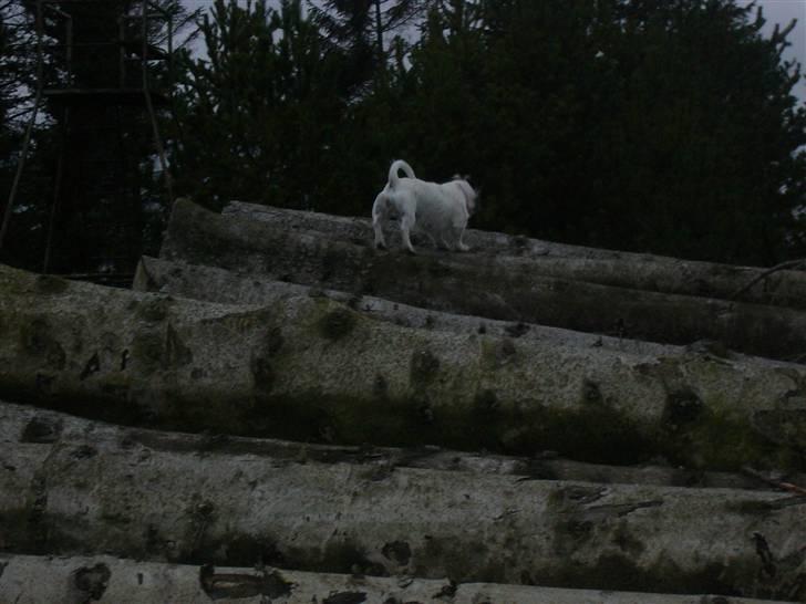 Jack russell terrier Svea billede 12