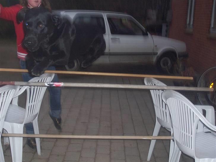 Labrador retriever Batmore-Zulu - Mit y- billede<3 du springer pisse HØJT billede 9