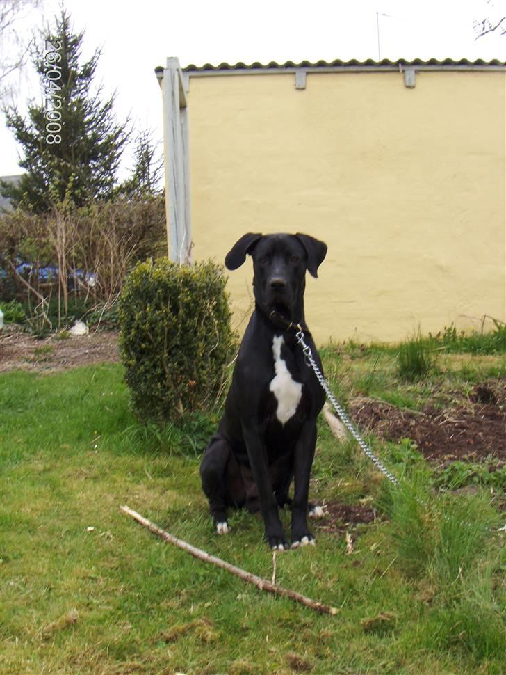 Blanding af racer Holger *Himmelhund* - Lænkehunden ;-) billede 1