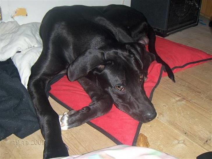 Blanding af racer Holger *Himmelhund* billede 2