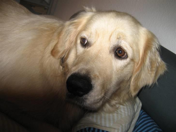 Golden retriever Olsen billede 1