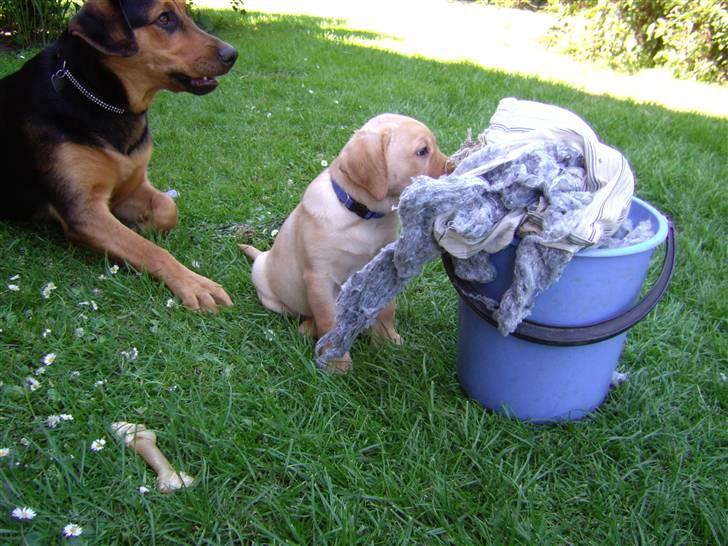 Labrador retriever Sparta billede 1