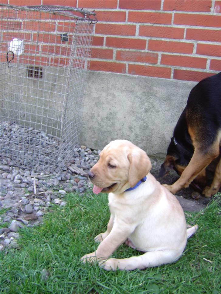 Labrador retriever Sparta billede 2