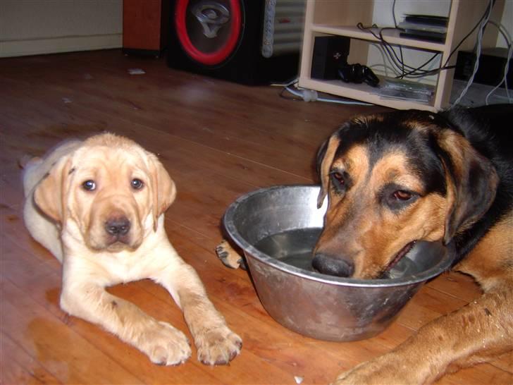 Labrador retriever Sparta billede 3