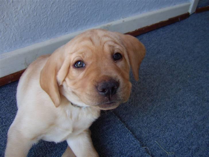 Labrador retriever Sparta billede 4