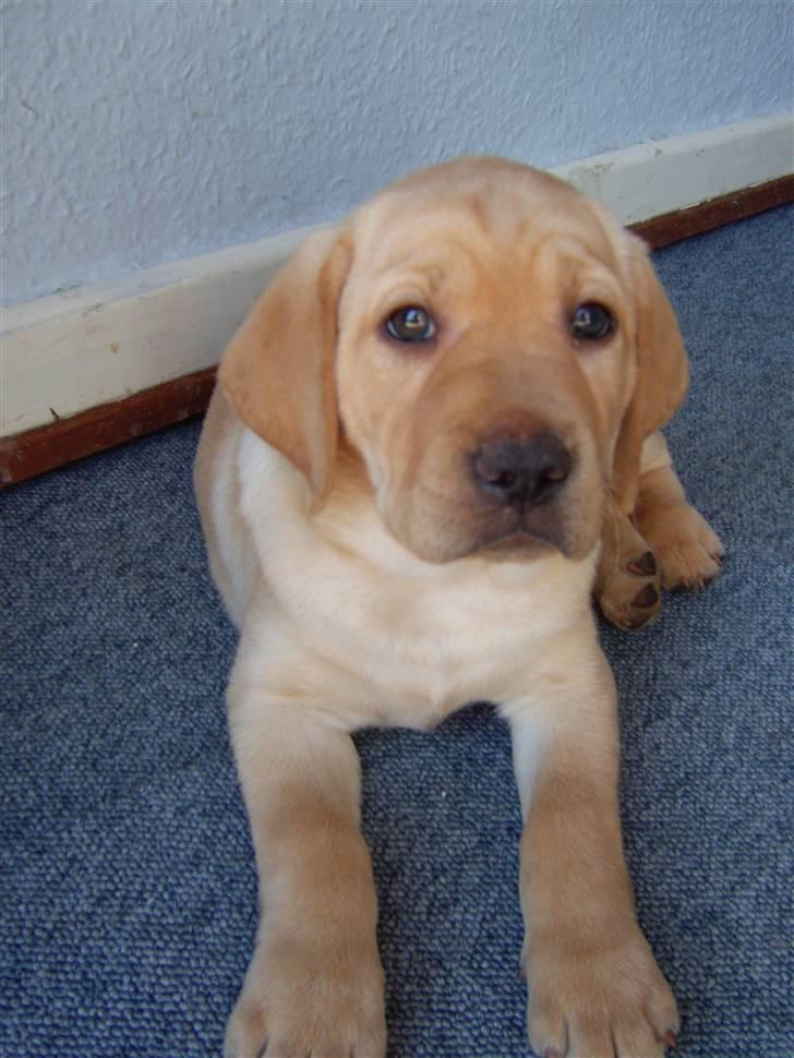 Labrador retriever Sparta billede 5