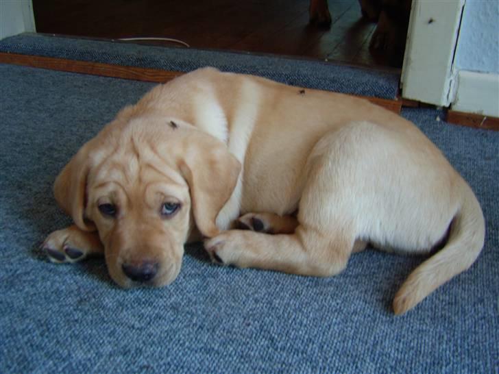 Labrador retriever Sparta billede 6