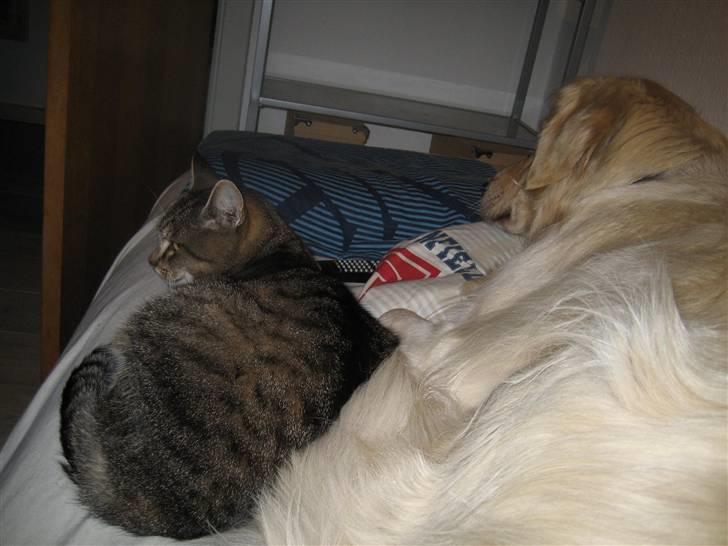 Golden retriever Olsen billede 2