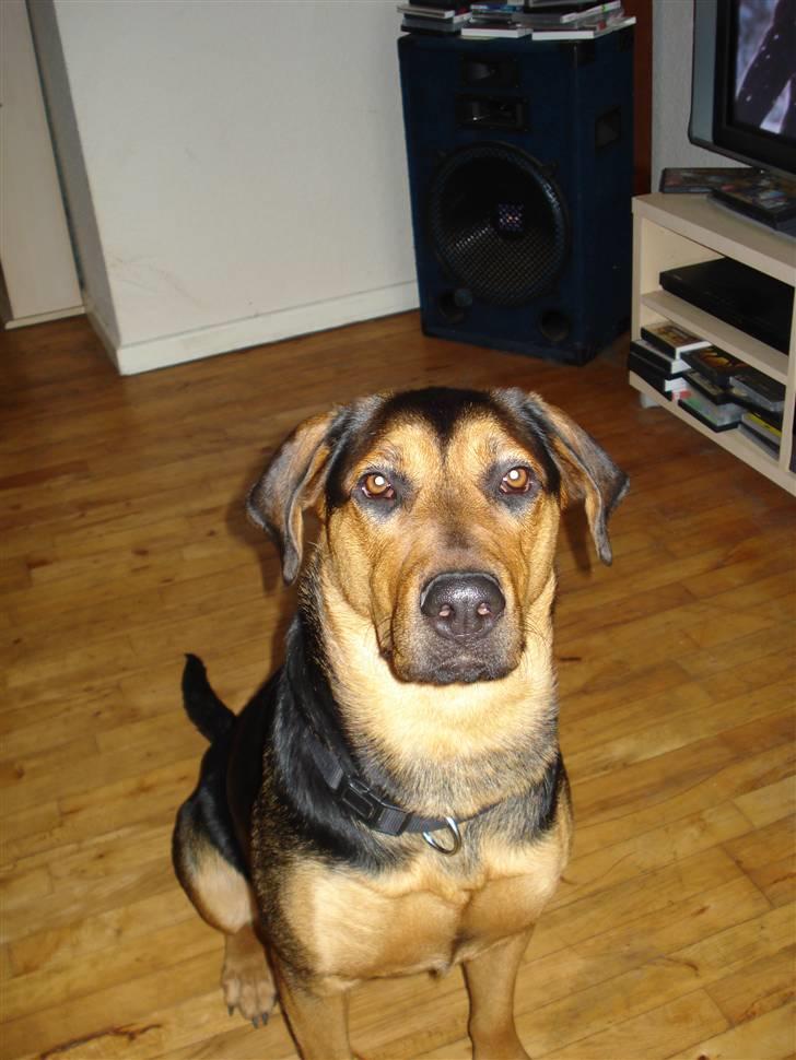 Blanding af racer Freja billede 1