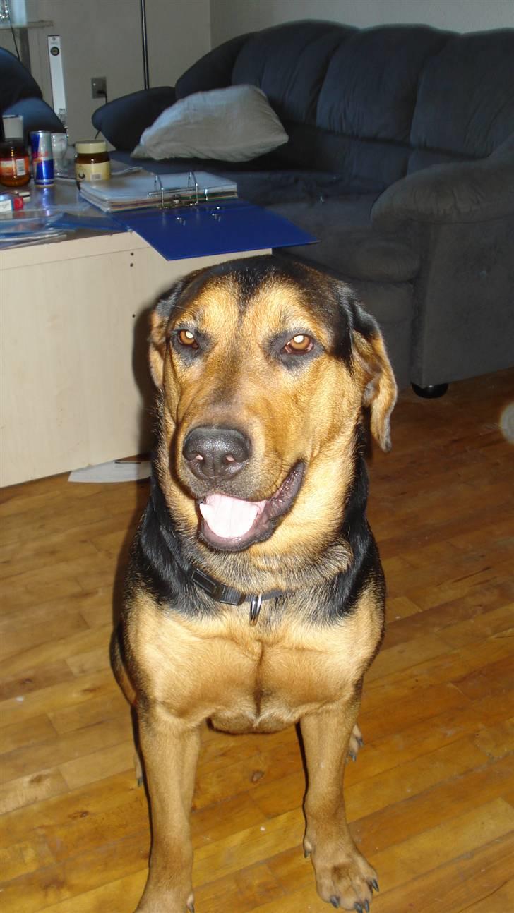 Blanding af racer Freja billede 2