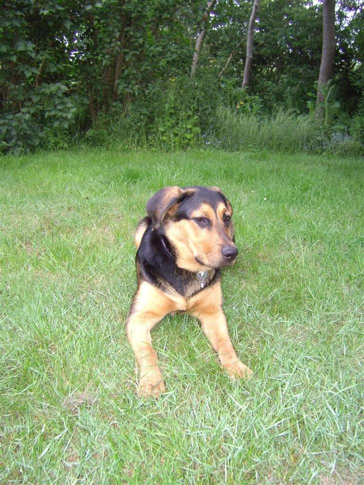 Blanding af racer Freja billede 3