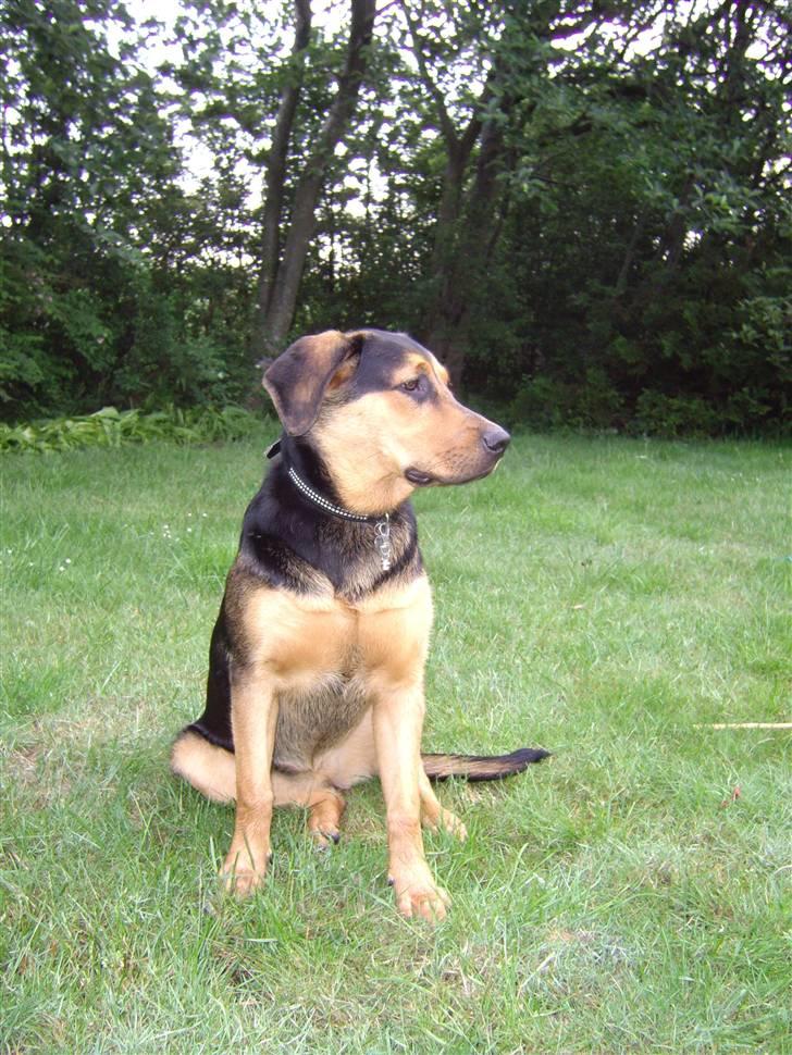 Blanding af racer Freja billede 4