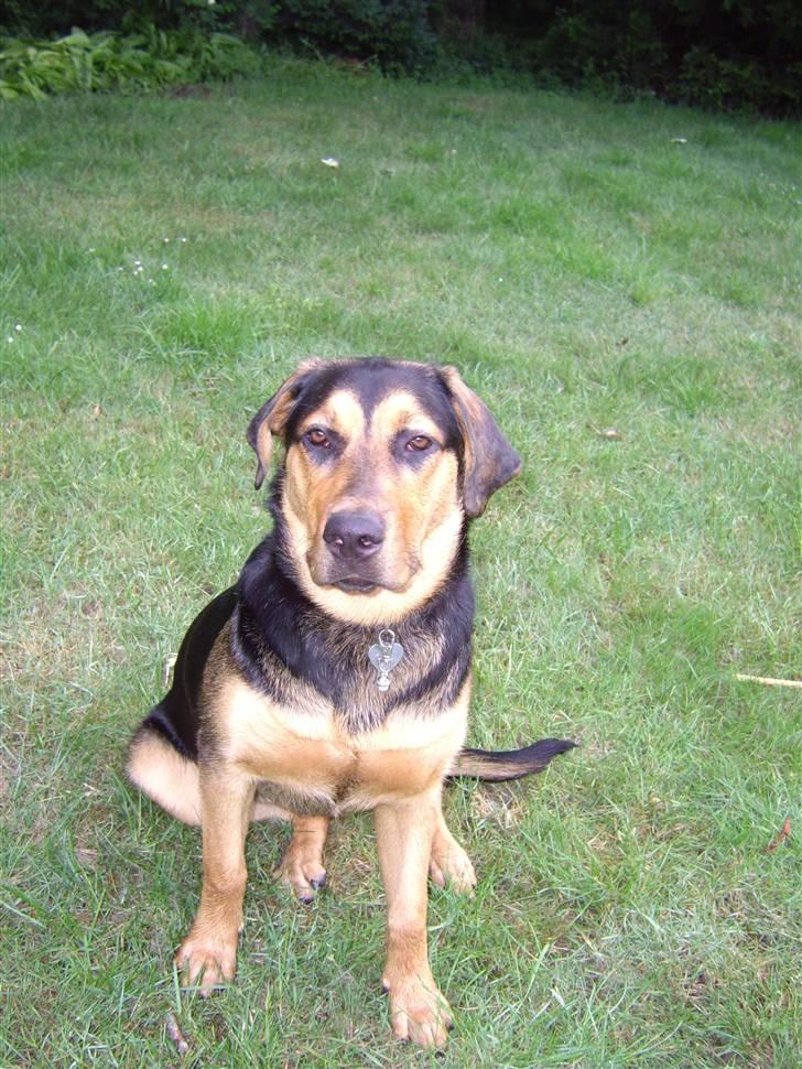 Blanding af racer Freja billede 5