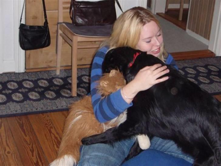 Flat coated retriever Fia (Kennelnavn Honey)  - Fia elsker at få opmærksomhed og masser af knus. Det er jo også hyggeligt:-) billede 12