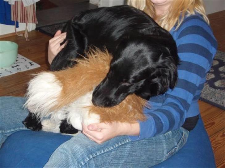 Flat coated retriever Fia (Kennelnavn Honey)  - Se jeg er da ikke for stor til at sidde på skødet vel?:-D  billede 13