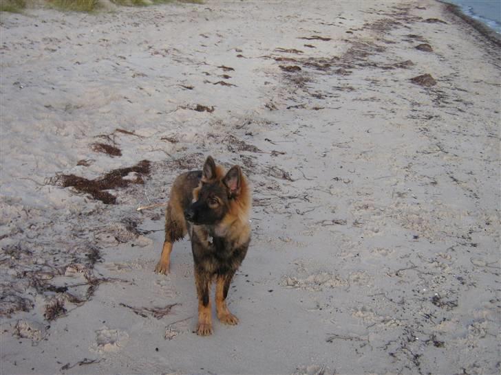 Schæferhund Bayogi´s Master billede 8