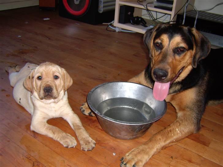 Blanding af racer Freja billede 6