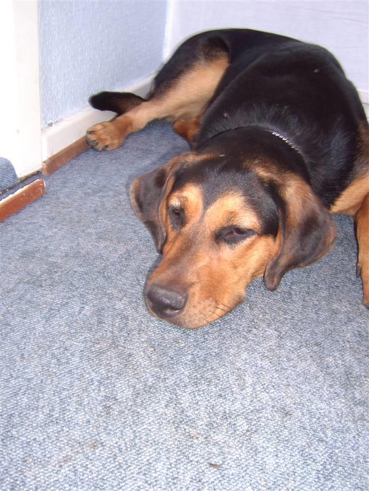 Blanding af racer Freja billede 7