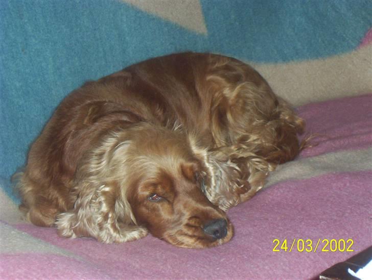 Cocker spaniel Bella - JA det er jo hårdt og være aktiv billede 2