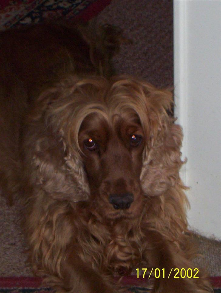 Cocker spaniel Bella - Jeg har lige fået sat min frits billede 3
