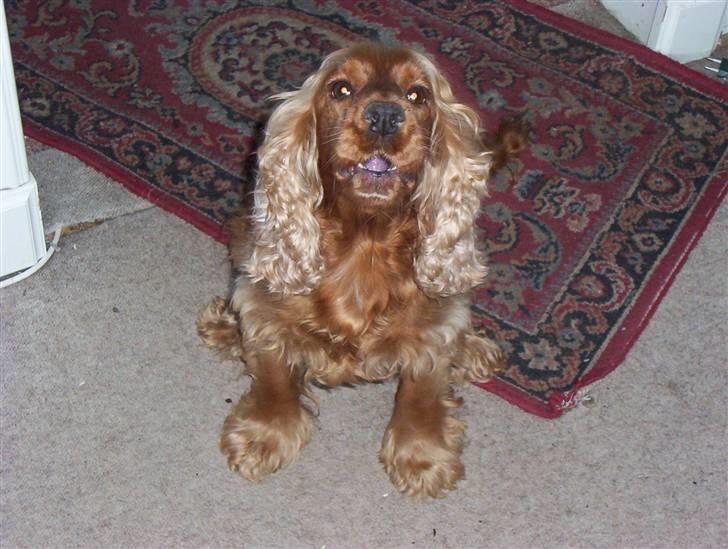 Cocker spaniel Bella - Hit så med den godbid  billede 4