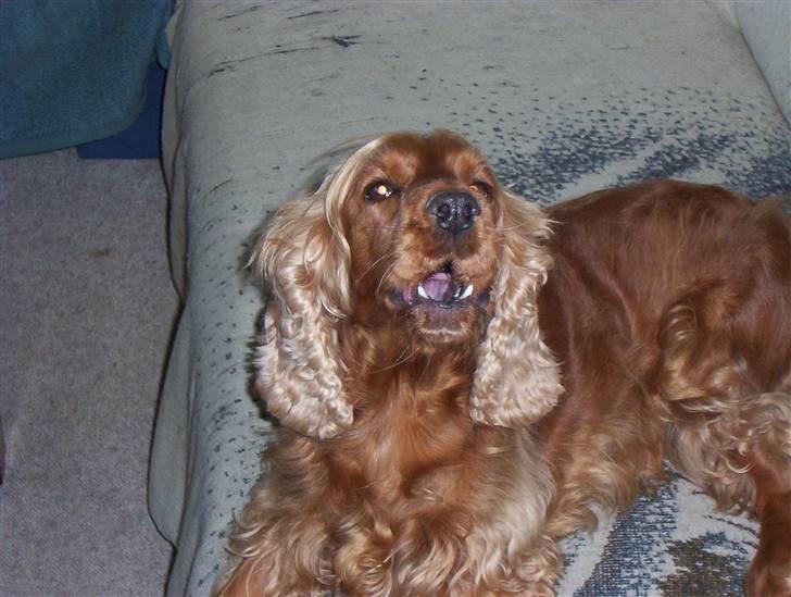 Cocker spaniel Bella - Kom så med den billede 5