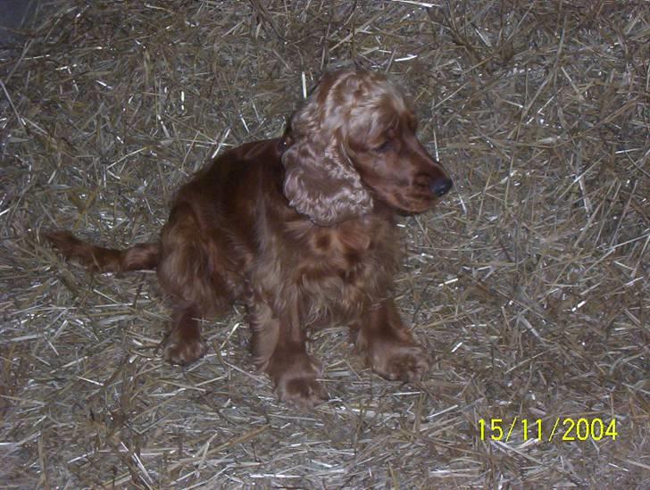 Cocker spaniel Bella - JA hvad gir i her går vi på halm.. billede 6