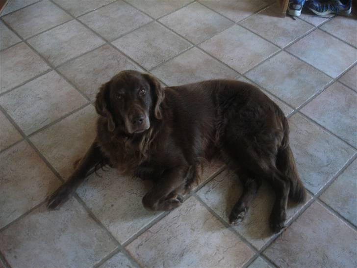 Blanding af racer Simba - Søde simba ligger ind på gulvet.. billede 1