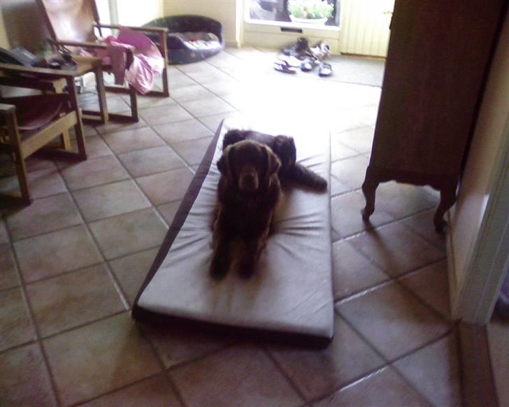 Blanding af racer Simba - Simba tog Maddrasen.. :P billede 3