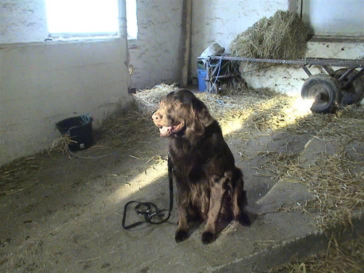 Blanding af racer Simba - Simba er med i stalden.. billede 4