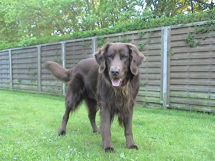 Blanding af racer Simba billede 5