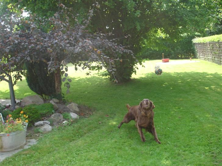 Blanding af racer Simba billede 6