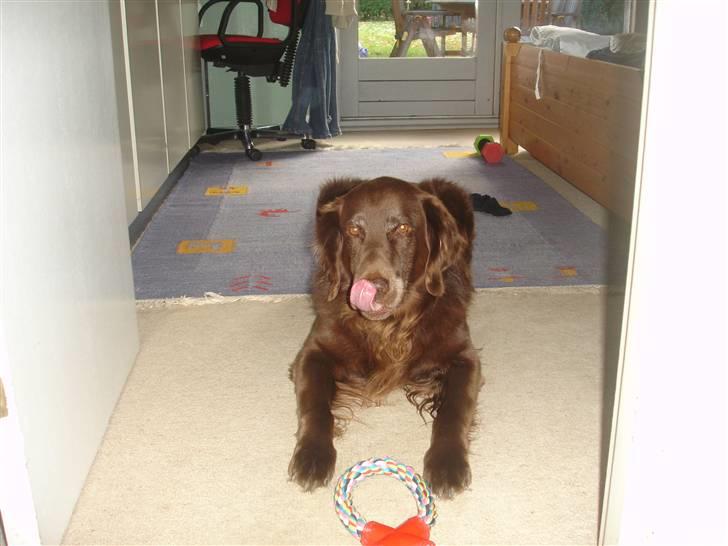 Blanding af racer Simba billede 7