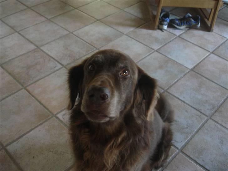 Blanding af racer Simba billede 8