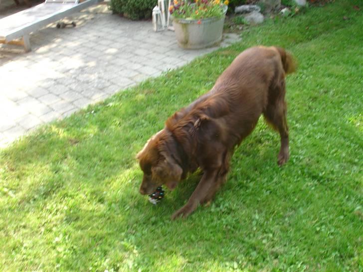 Blanding af racer Simba billede 10