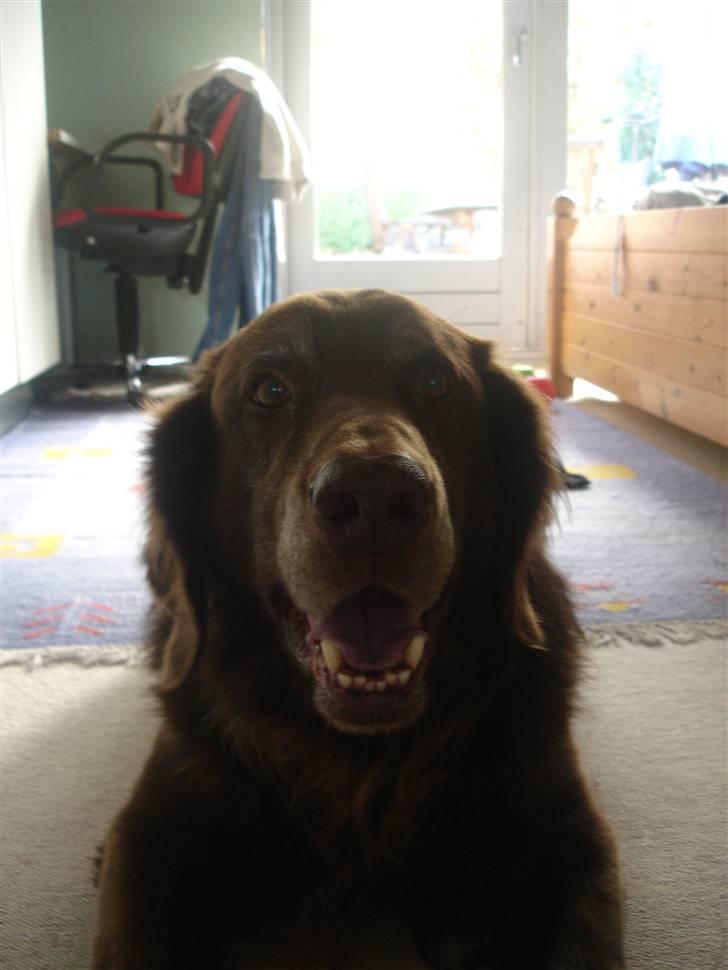 Blanding af racer Simba billede 11