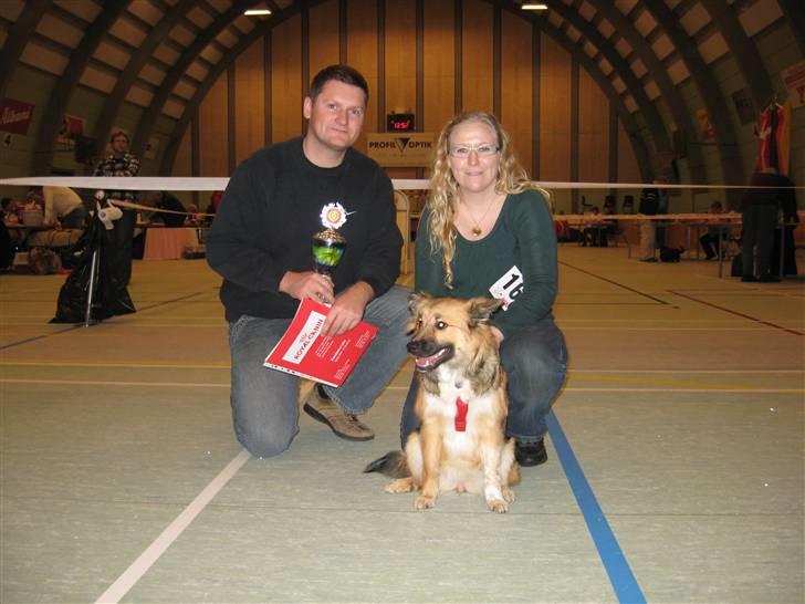 Islandsk fårehund Fála - D. 18-11-07 blev Fála kåret som julevinder af hvalpeklassen på DDKC´s juleudstilling i Vejen Vi var SÅ stolte over vores lille trold billede 10