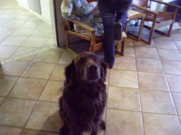 Blanding af racer Simba billede 12