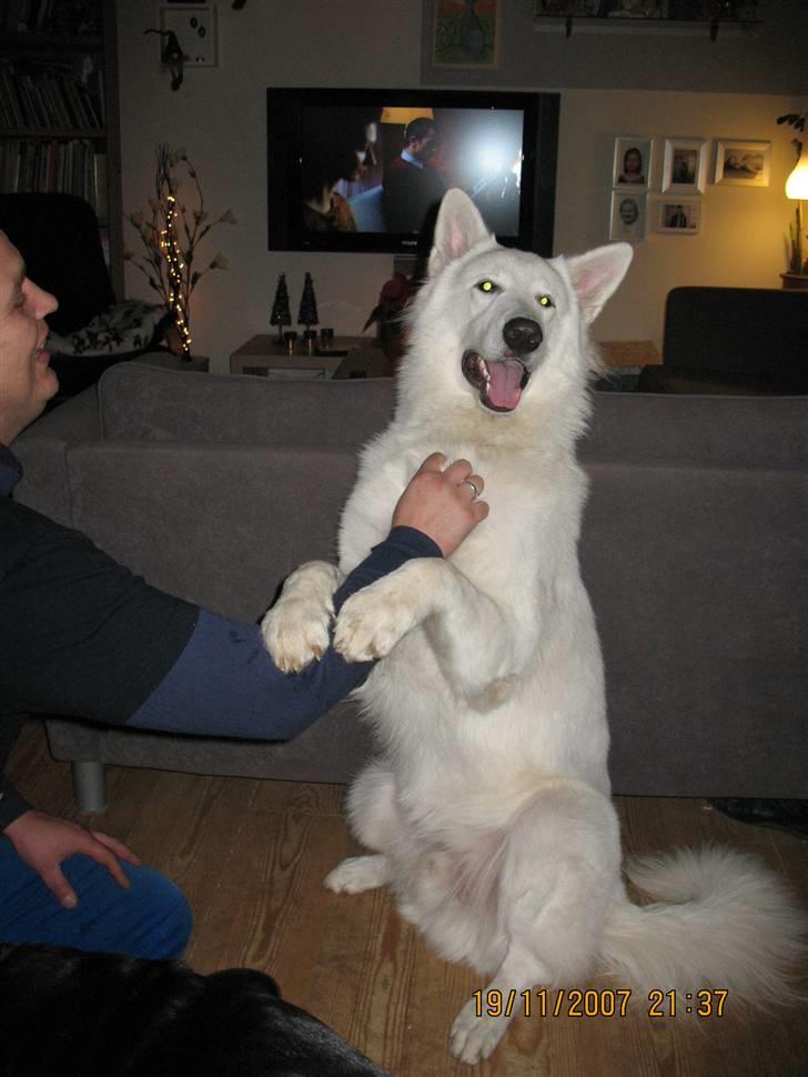 Hvid schæfer Echo Alba - jeg elsker når far nusser mig.... billede 10